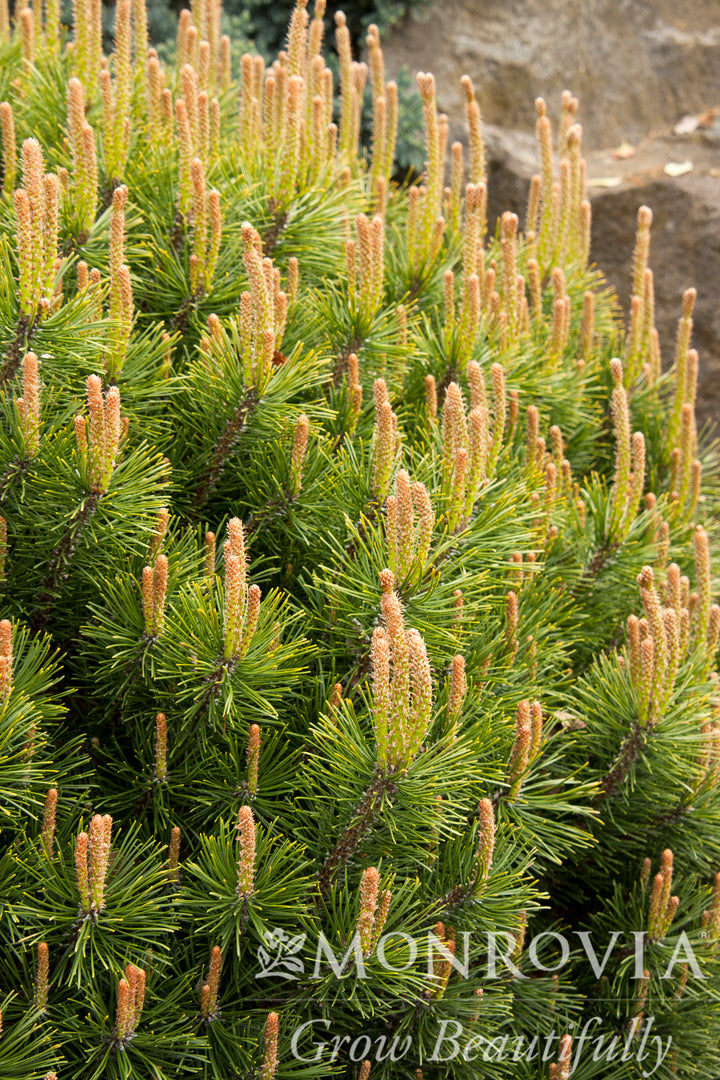 Dwarf Mugo Pine