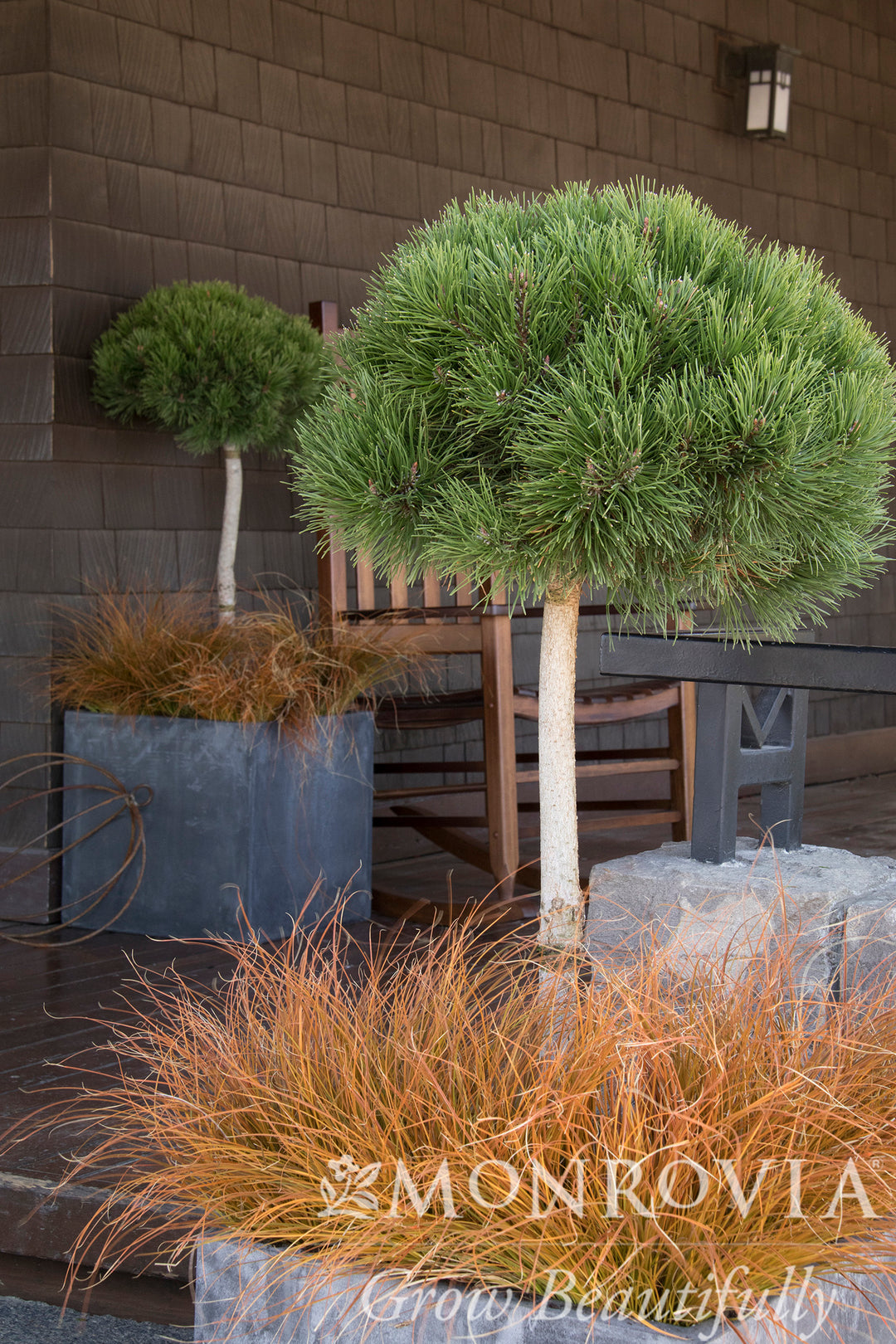 Dwarf Mugo Pine