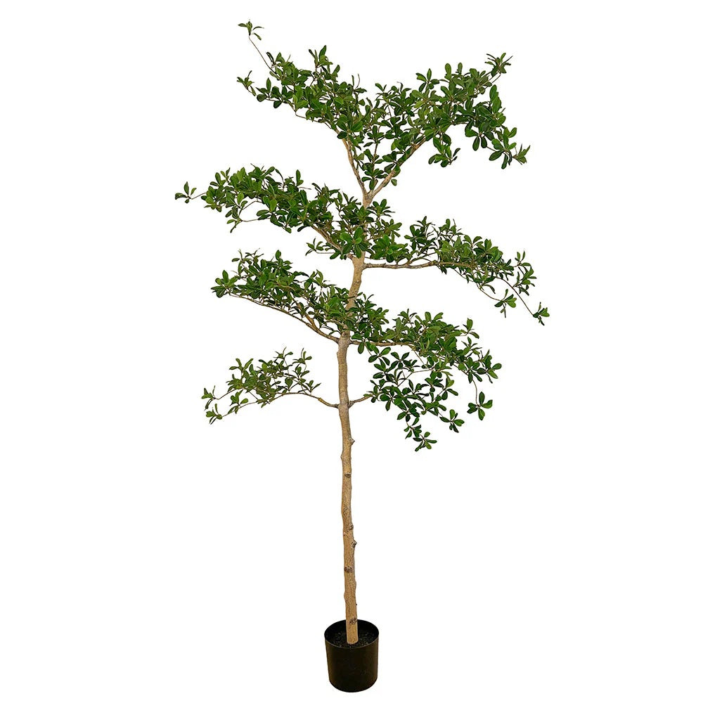 Black Olive Tree (Faux)