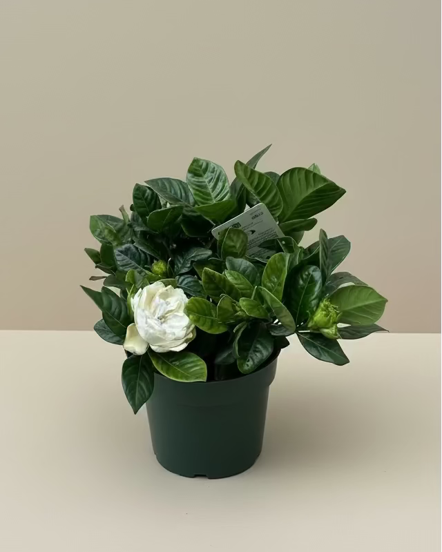 Gardenia