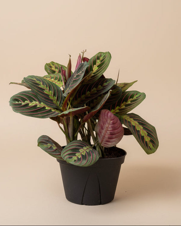 Maranta 'Red'