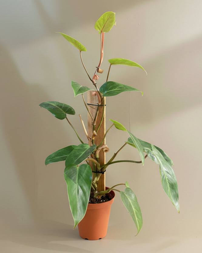 Philodendron 'Painted Lady'