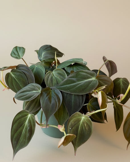 micans philodendron price Philodendron Micans – The Old Yew Plant Shop