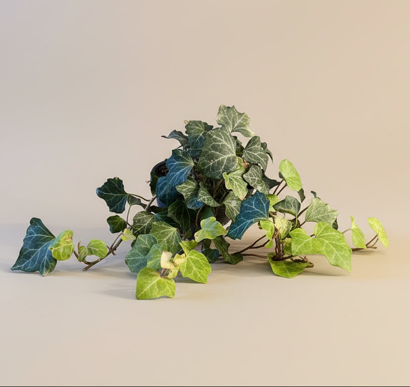 English Ivy