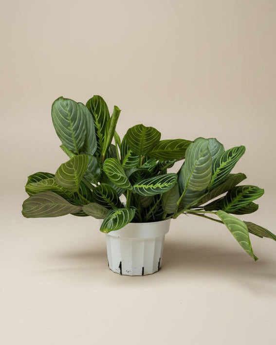 Maranta 'Lemon Lime'