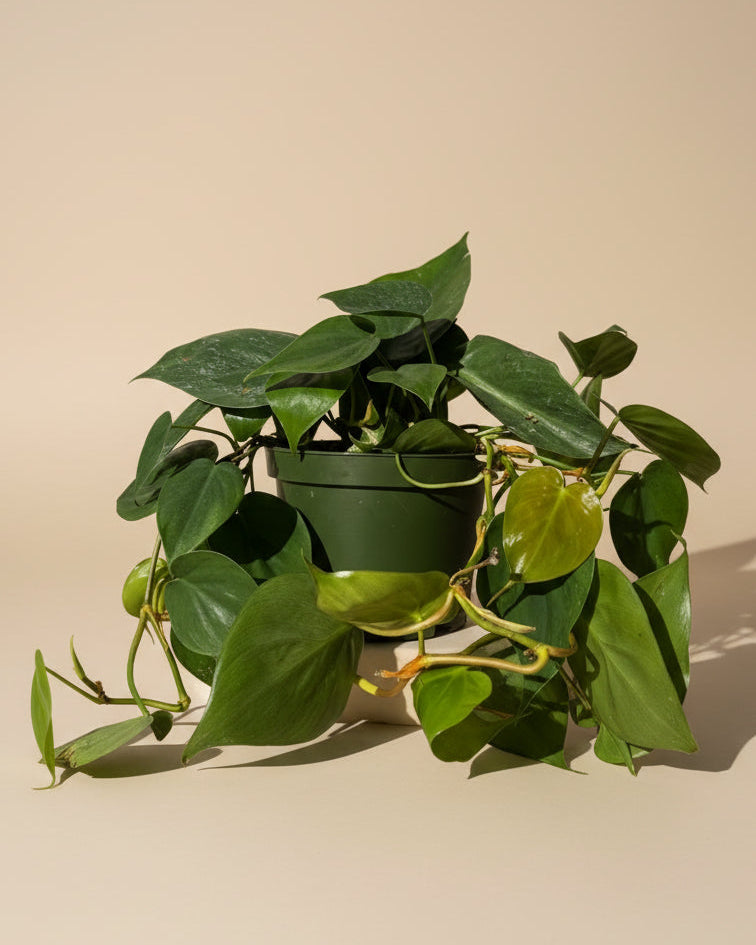 Philodendron Cordatum - Thumbnail 3