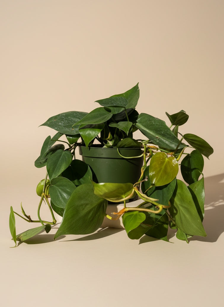 Philodendron Cordatum
