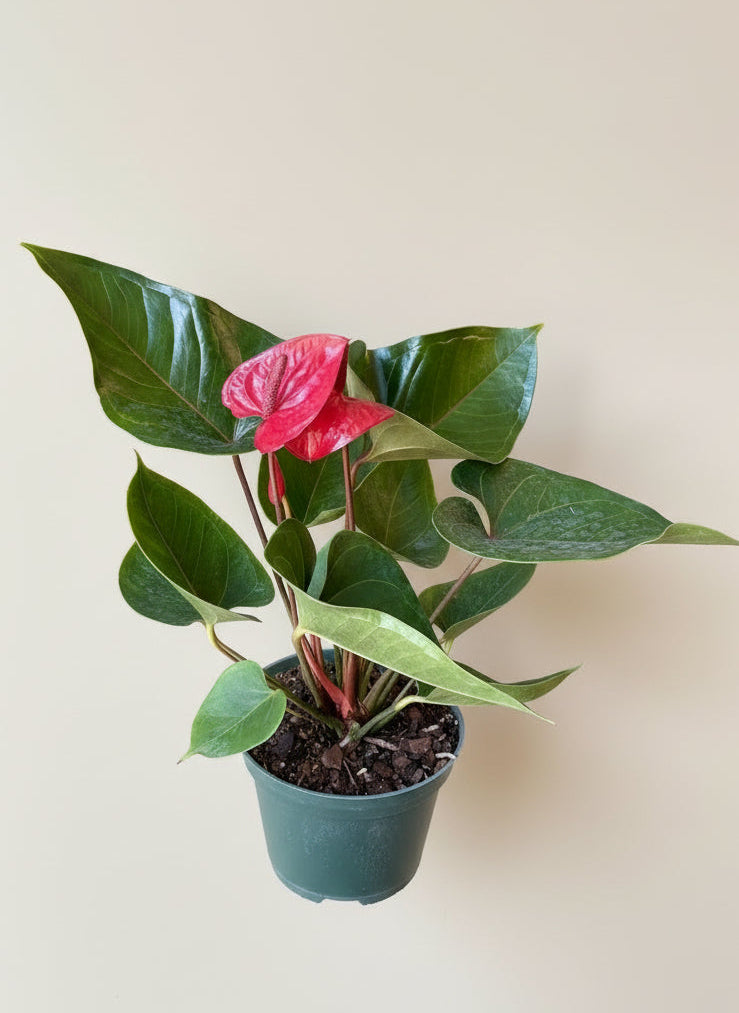 Blooming Anthurium