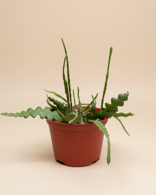 Ric Rac Cactus