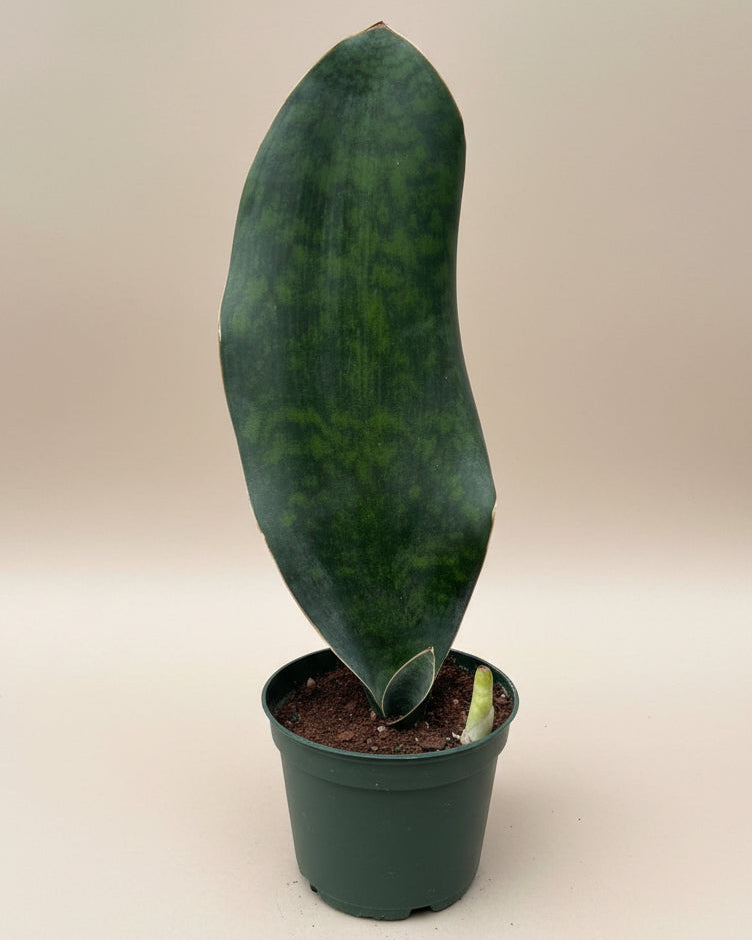 Whale Fin Sansevieria