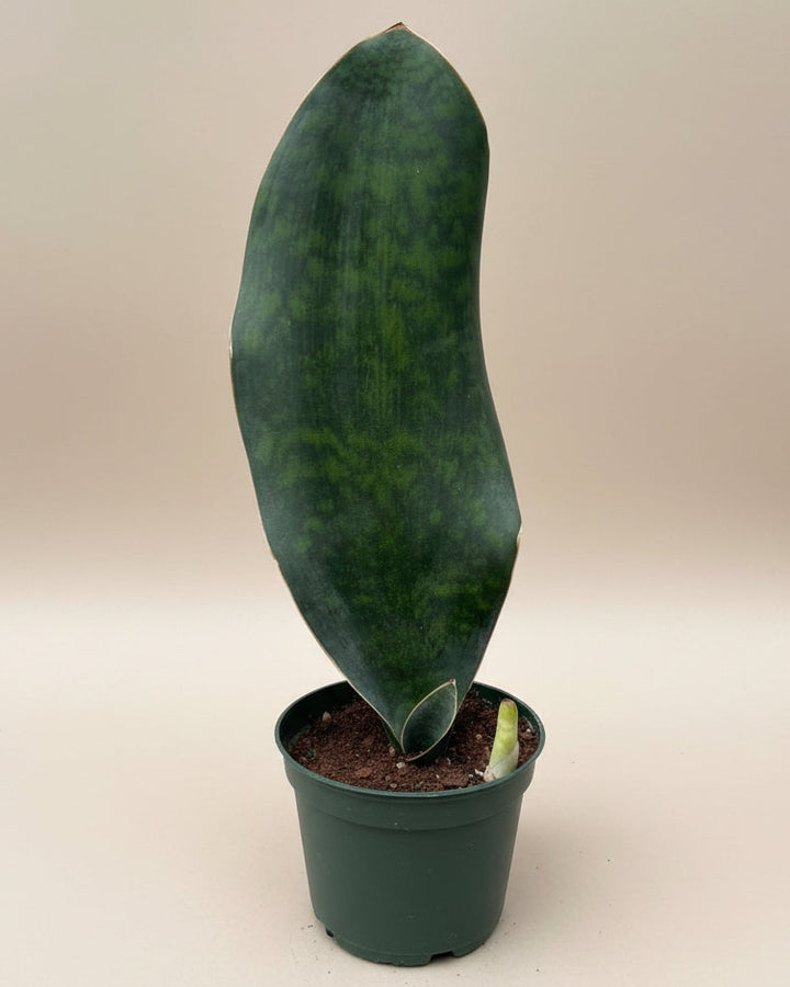 Whale Fin Sansevieria