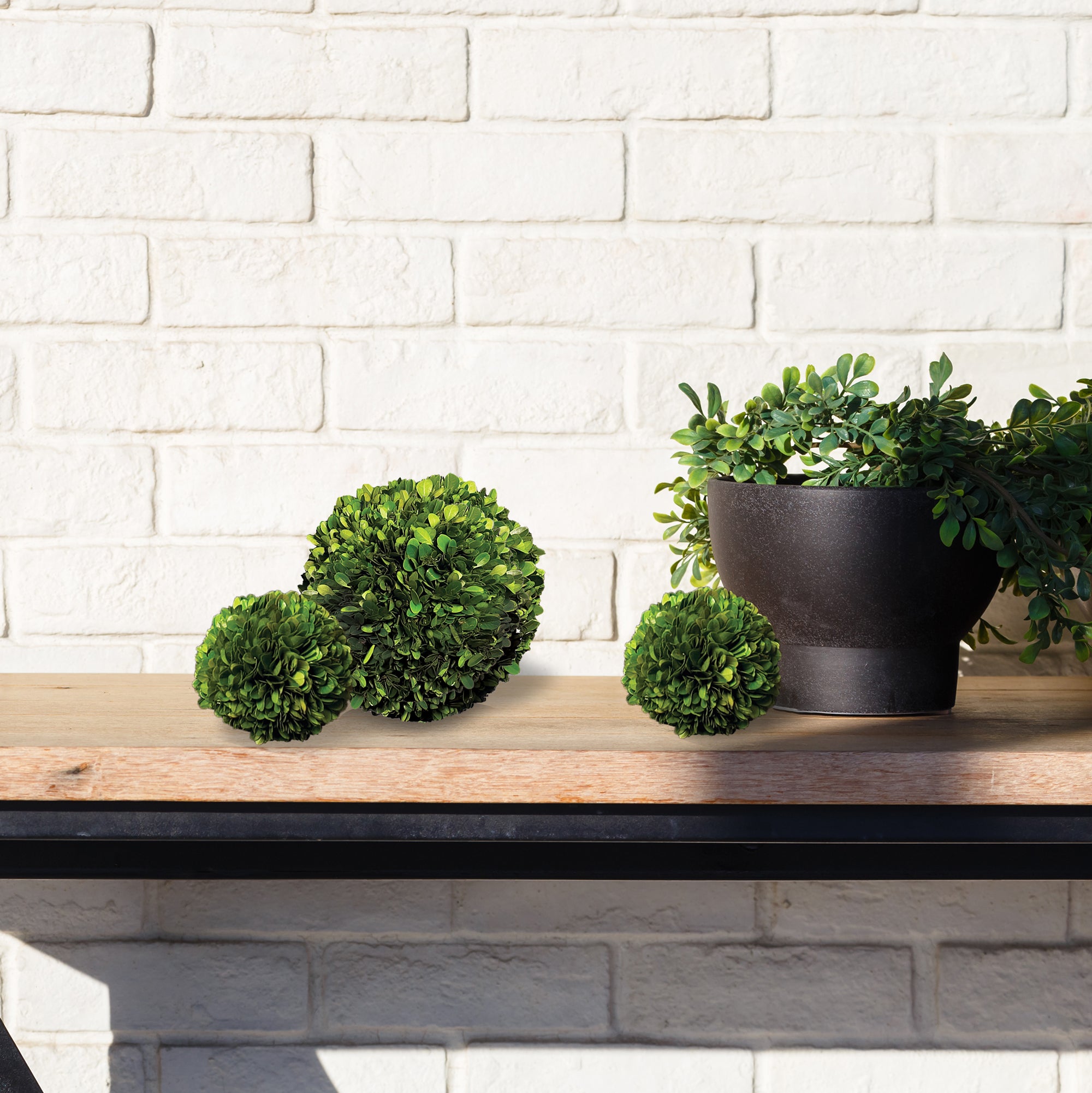 Preserved Boxwood Ball - Thumbnail 5