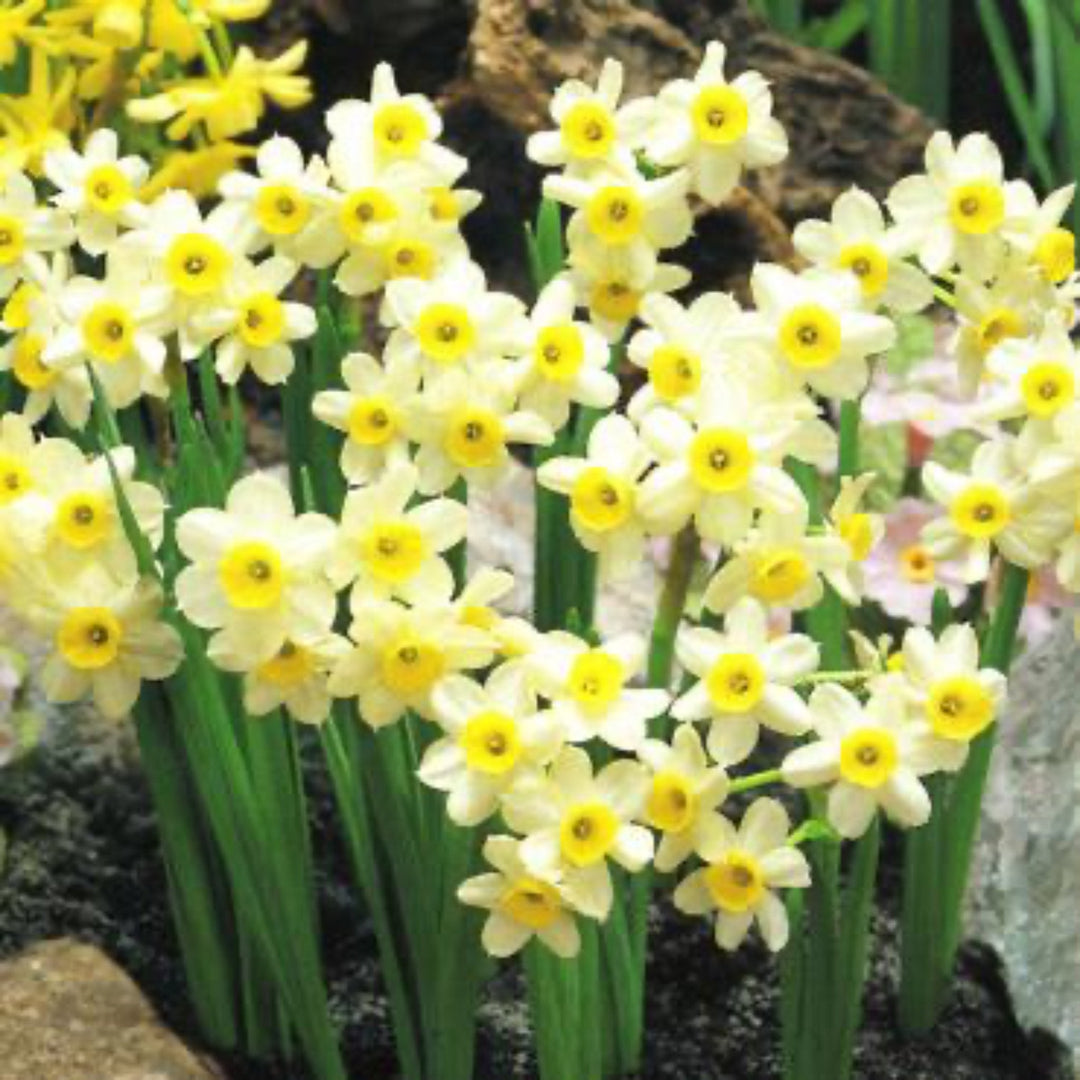 Minnow Daffodil Bulbs