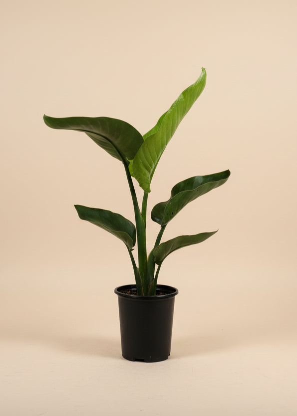 Bird of Paradise - Thumbnail 5