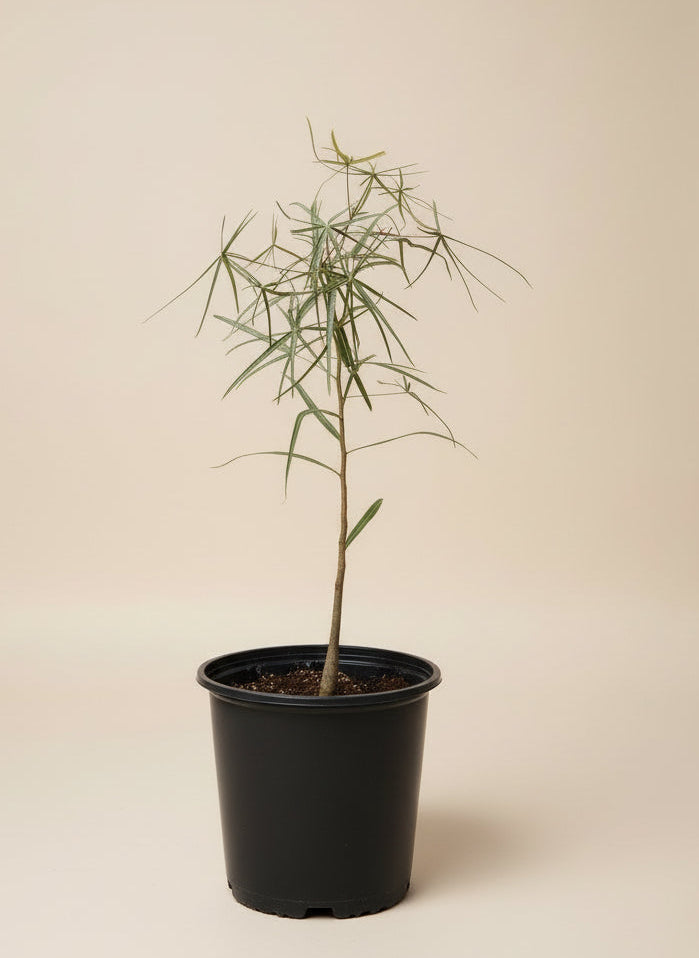 Australian Bottle Tree