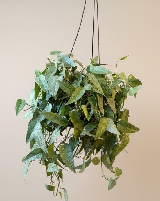 blue pothos for sale Pothos Cebu Blue – The Old Yew Plant Shop