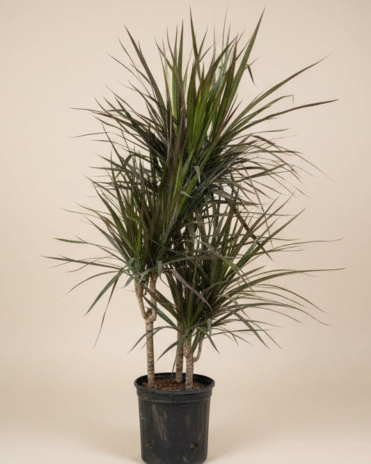 Dracaena Marginata Magenta