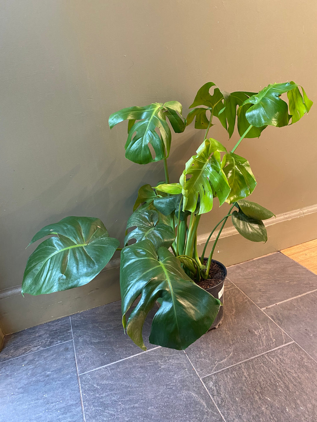 Monstera Deliciosa