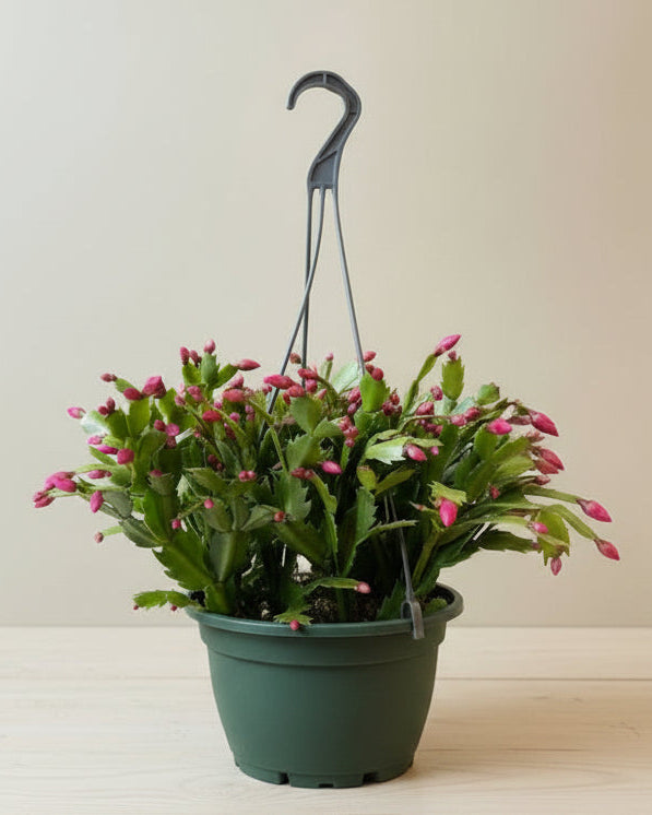 Christmas Cactus