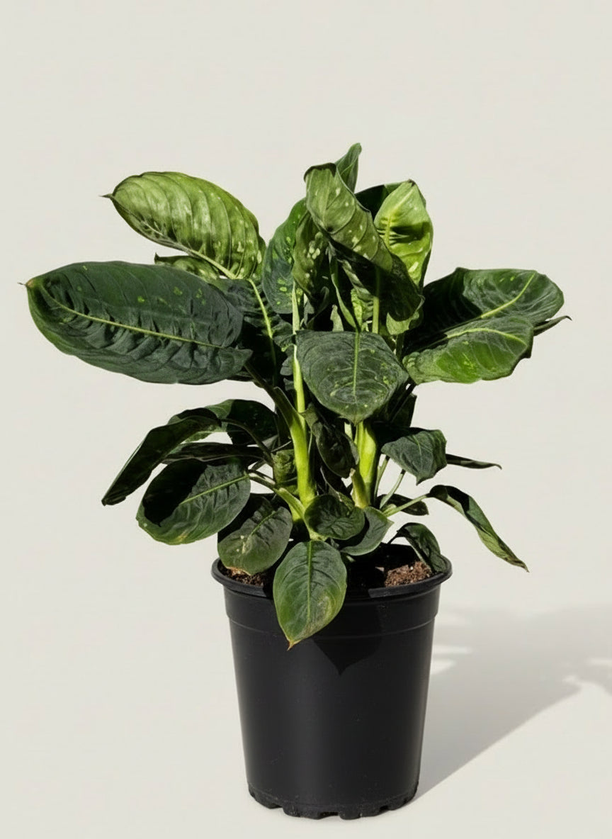 Dieffenbachia 'Reflector'