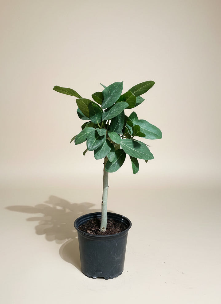 Ficus Audrey