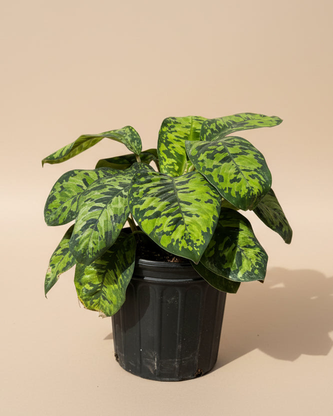 Homalomena 'Camouflage'