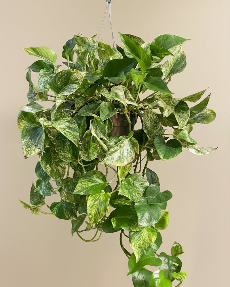 Marble Queen Pothos