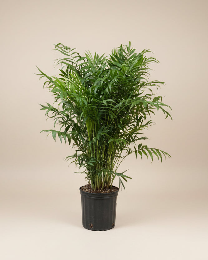 Parlor Palm