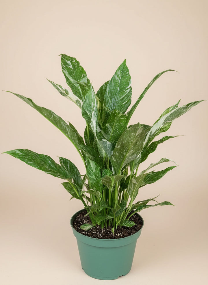 Peace Lily 'Domino'