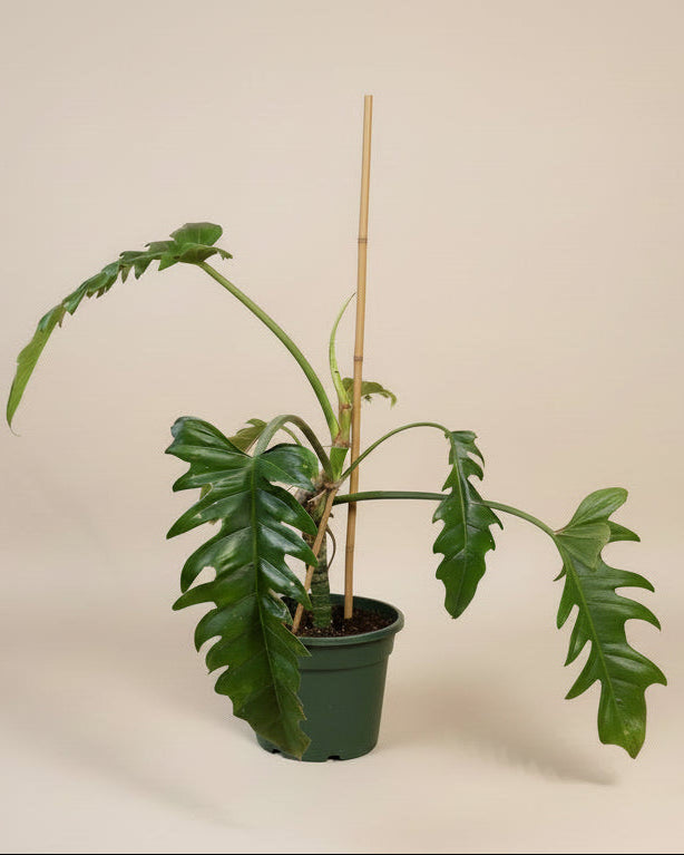 Philodendron Jungle Boogie