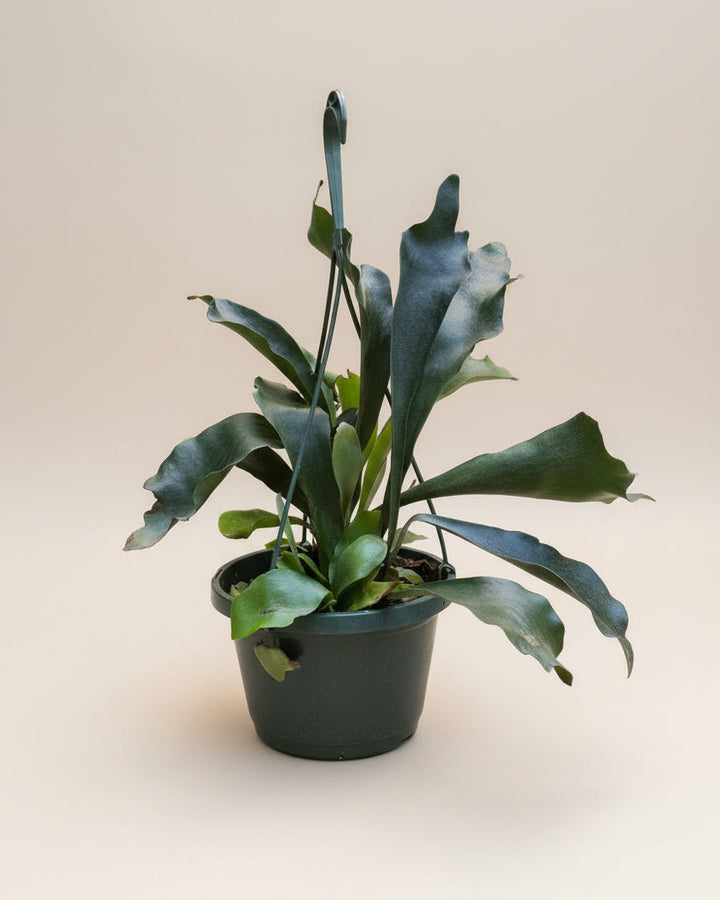 Staghorn Fern