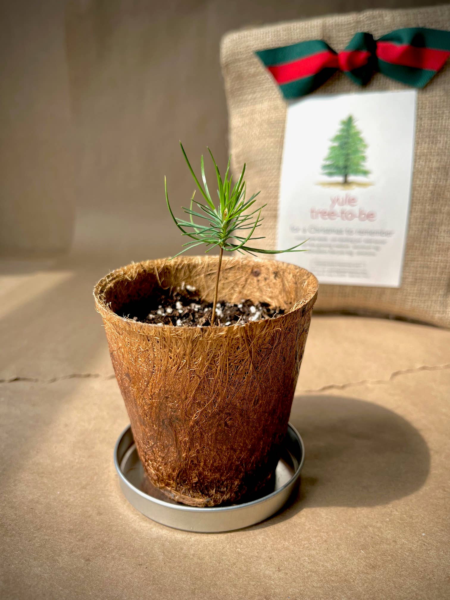 Christmas Tree to Be Grow Kit - Thumbnail 4