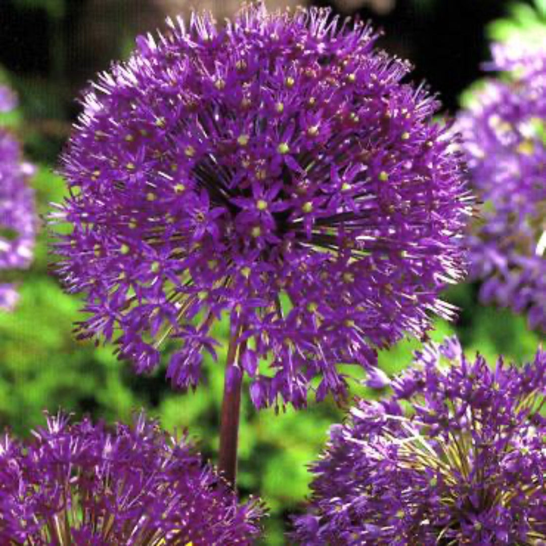 Purple Sensation Allium Bulbs