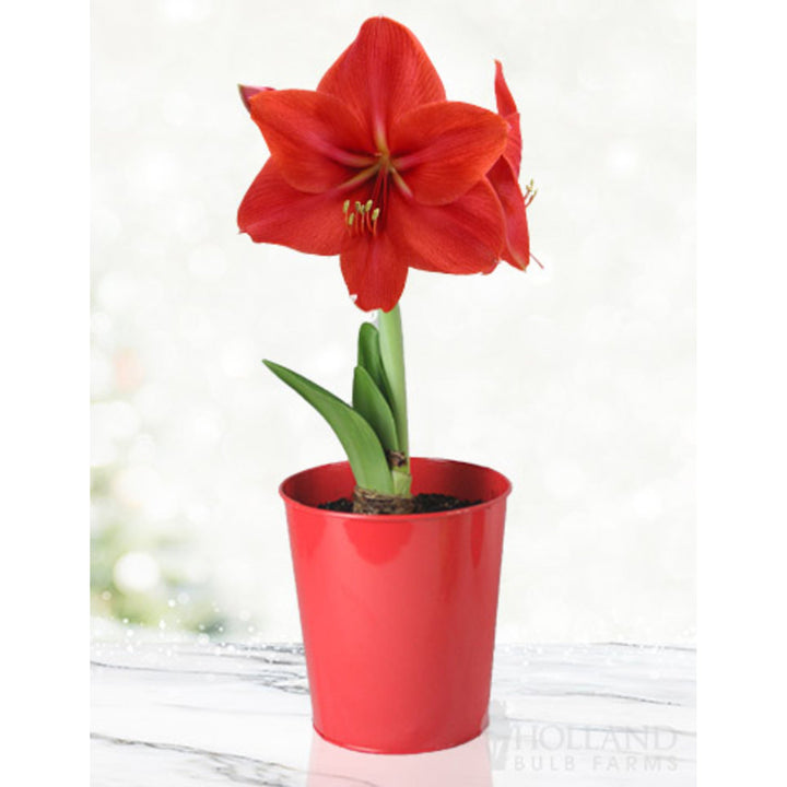 'Red Lion' Amaryllis Kit