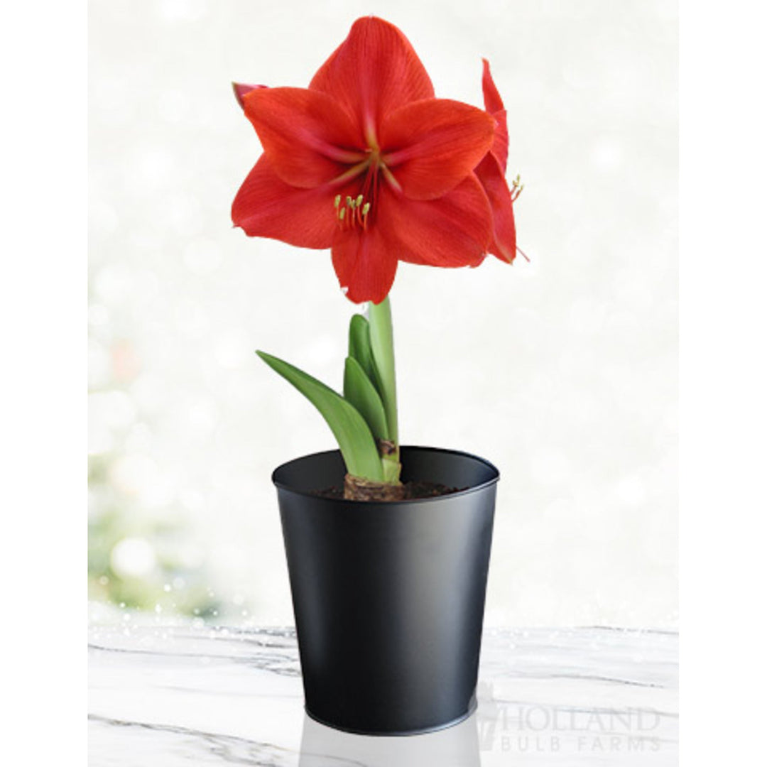 'Red Lion' Amaryllis Kit