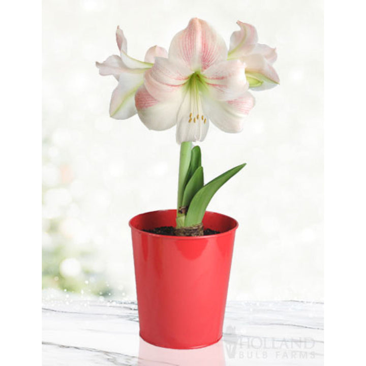 'Charming' Amaryllis Kit