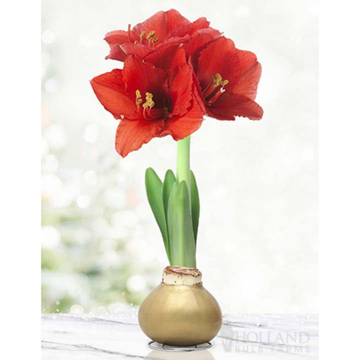 Waxed Amaryllis Bulb