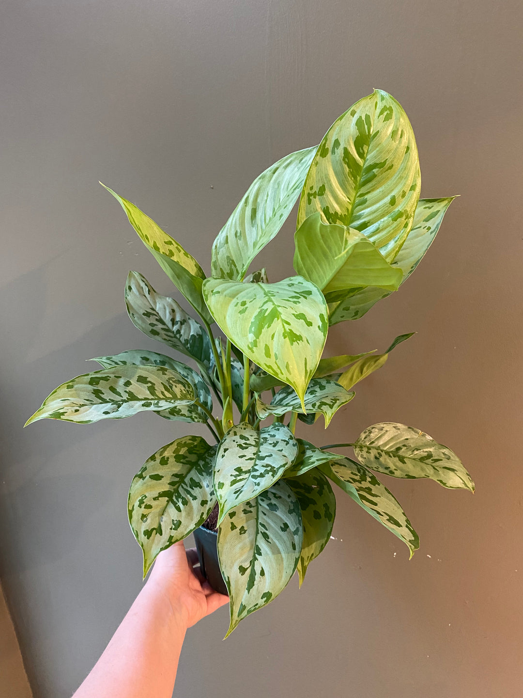 Aglaonema Peacock
