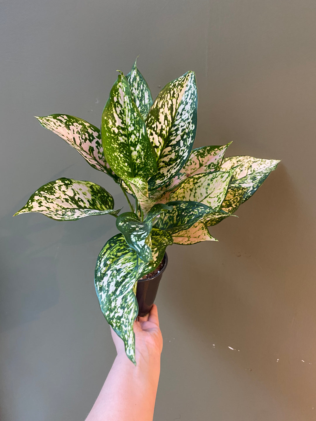 Aglaonema Pink Princess