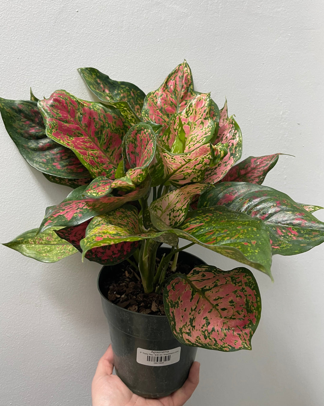 Aglaonema