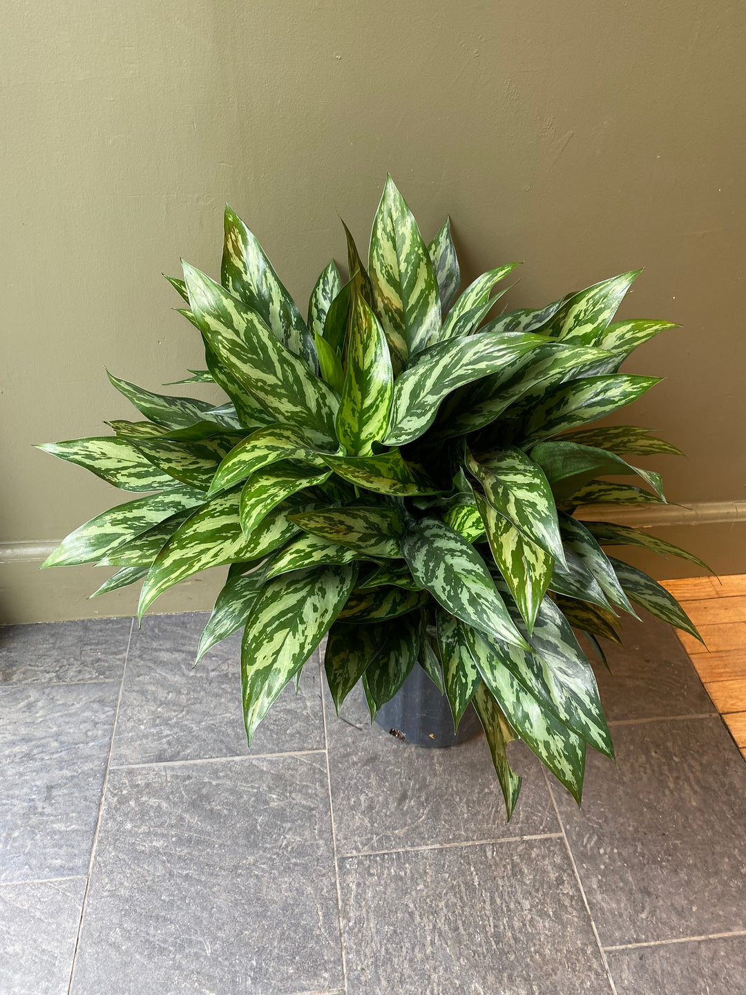 Aglaonema