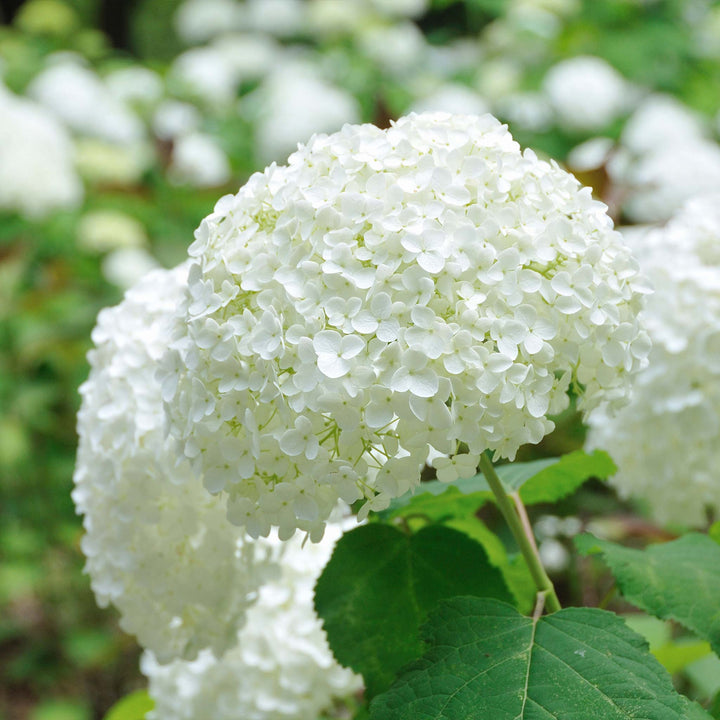 Annabelle Hydrangea