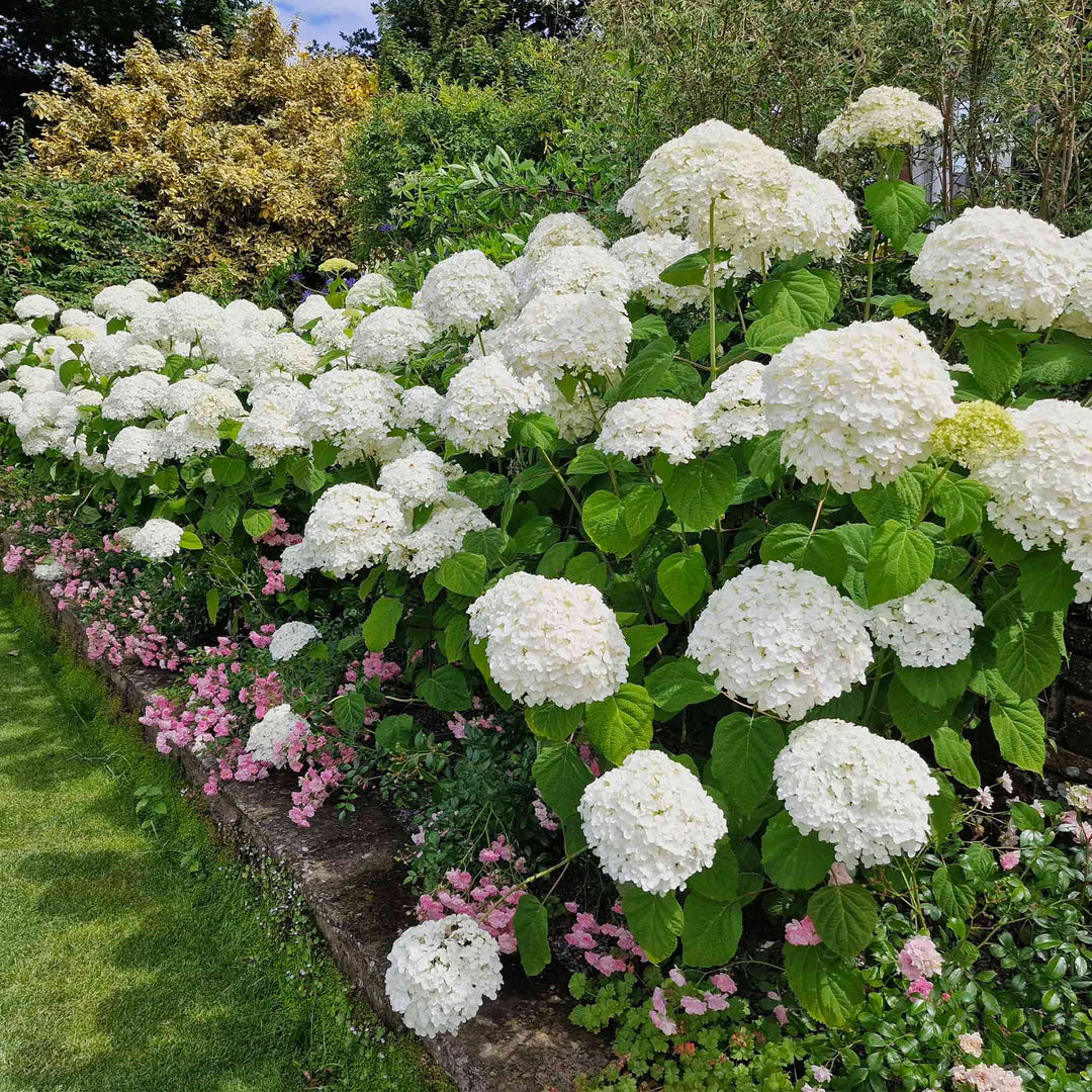 Annabelle Hydrangea