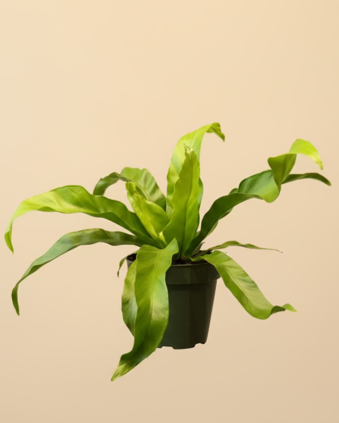 Antiquum Fern
