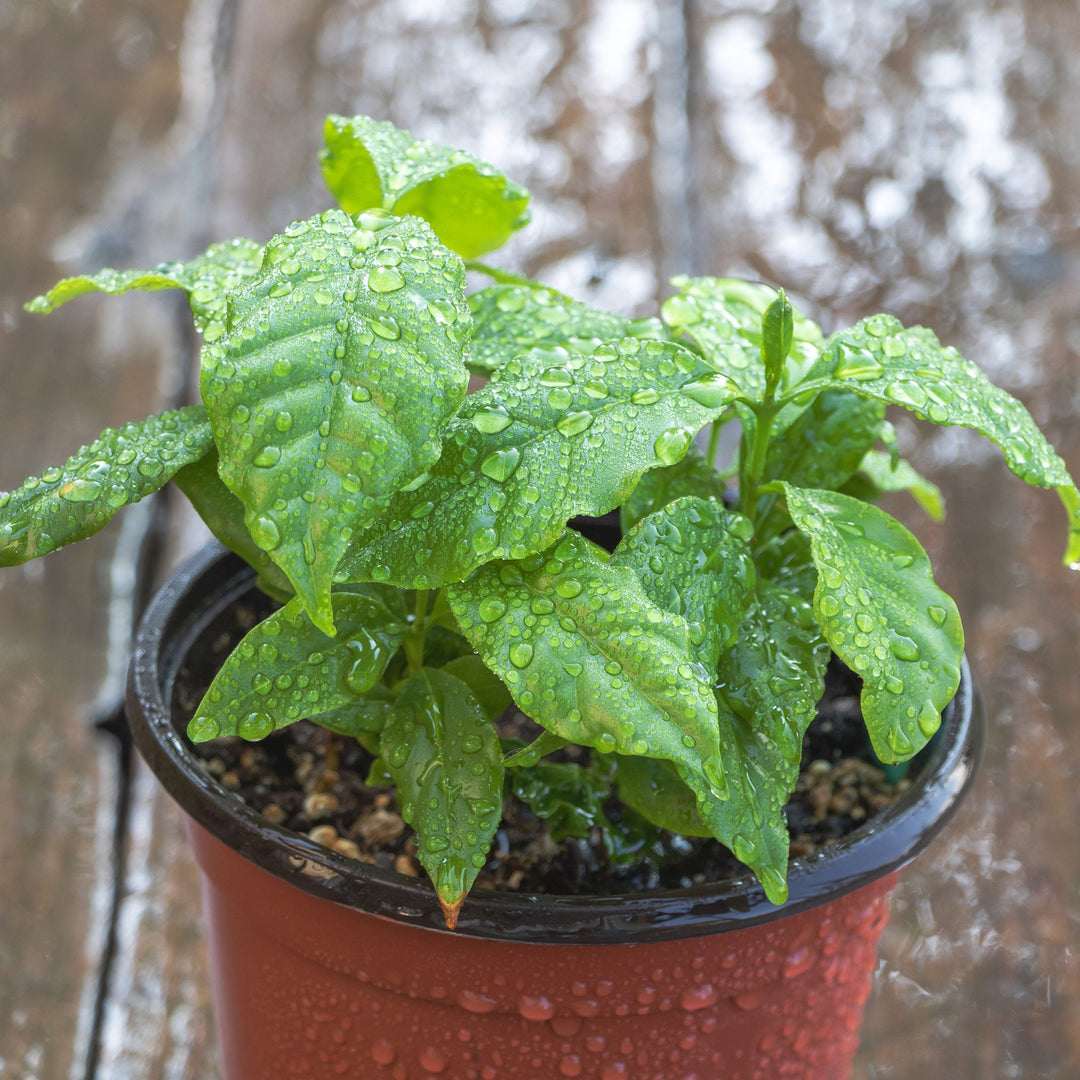 Arabica Coffee Plant