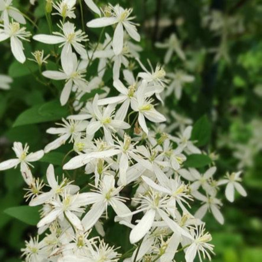 Armandii Snowdrift Clematis