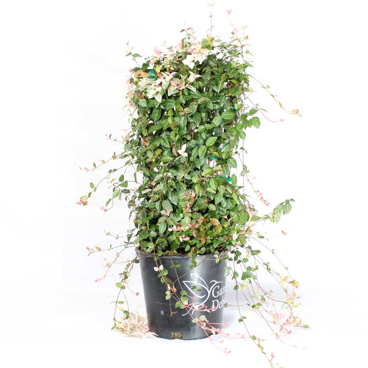 Snow-N-Summer™ Asiatic Jasmine