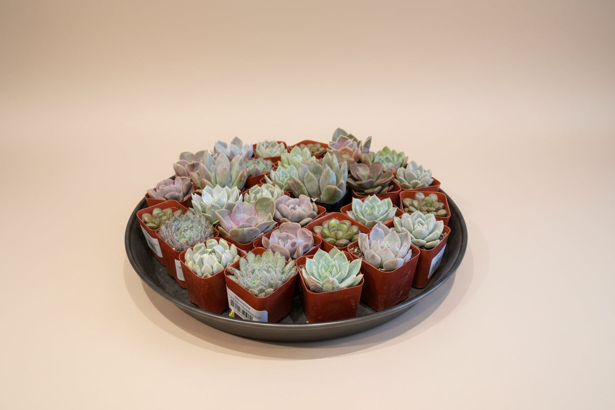 Succulent, Assorted - Thumbnail 2