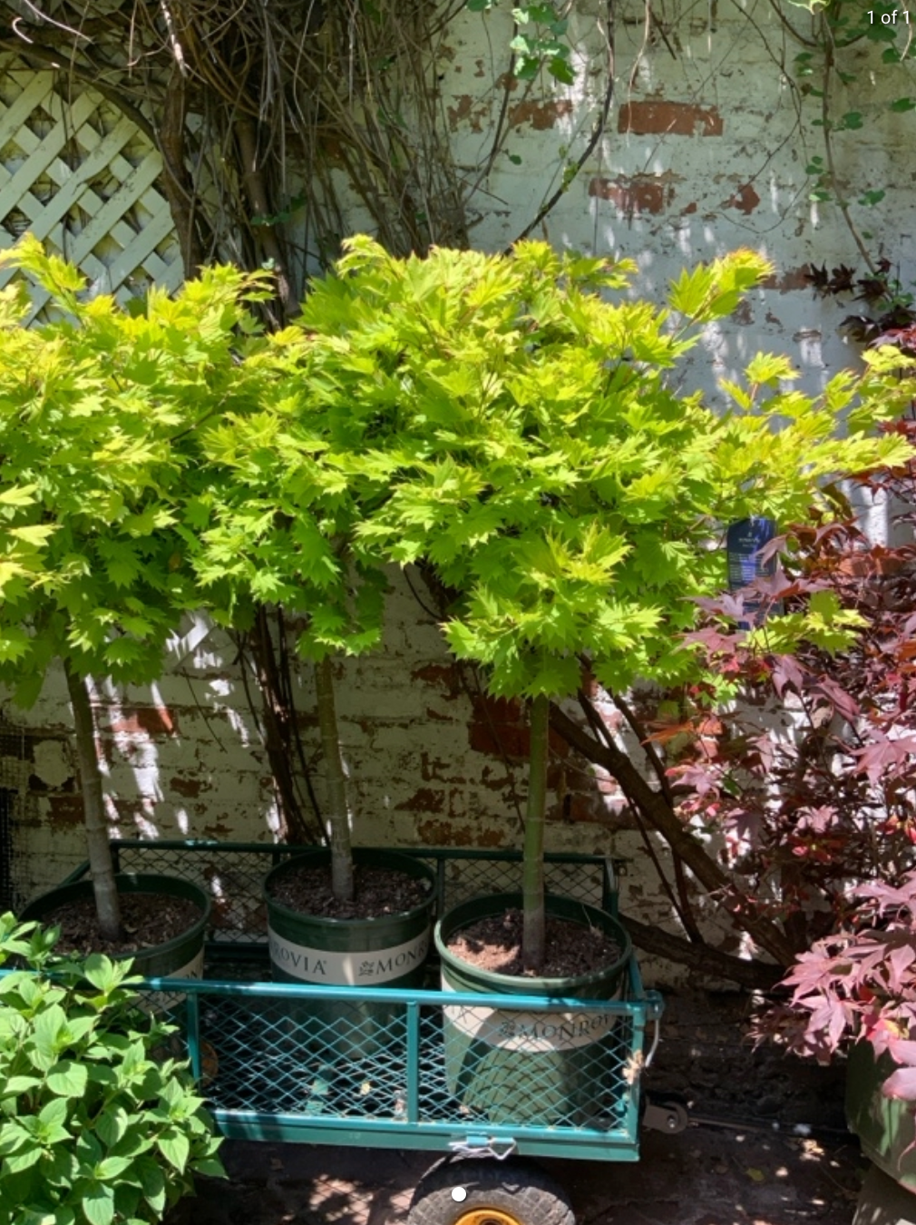 Aureum Japanese Maple