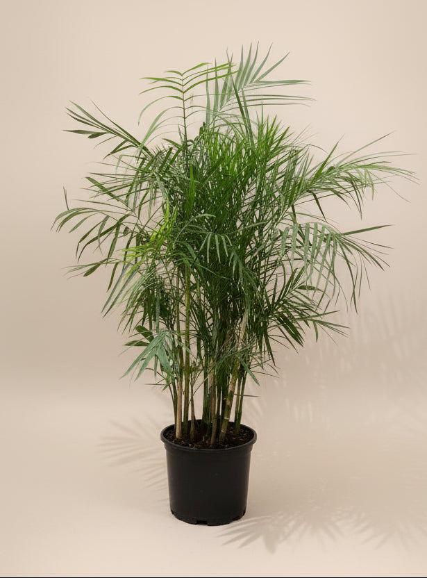 Bamboo Palm